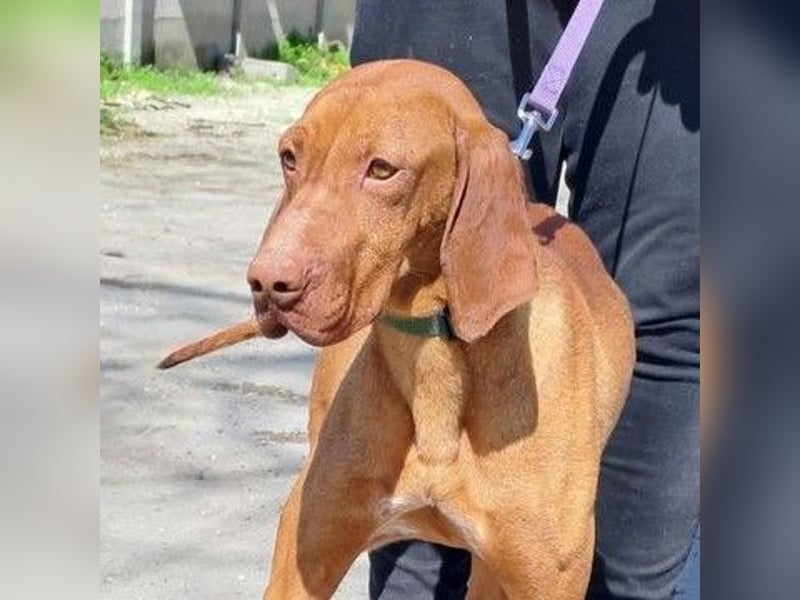 VIZSLA-RÜDE MISI SUCHT ZUHAUSE