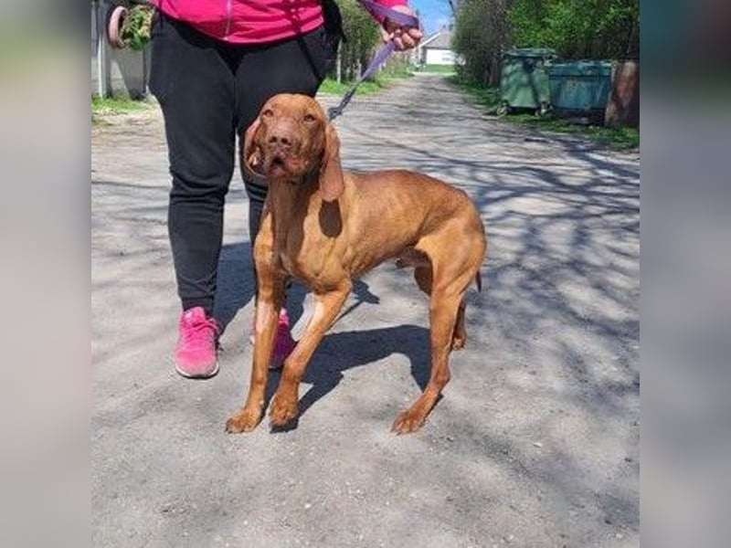 VIZSLA-RÜDE MISI SUCHT ZUHAUSE