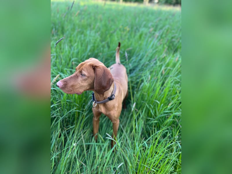 Lino sucht liebevolles Zuhause – Magyar Vizsla Junghund