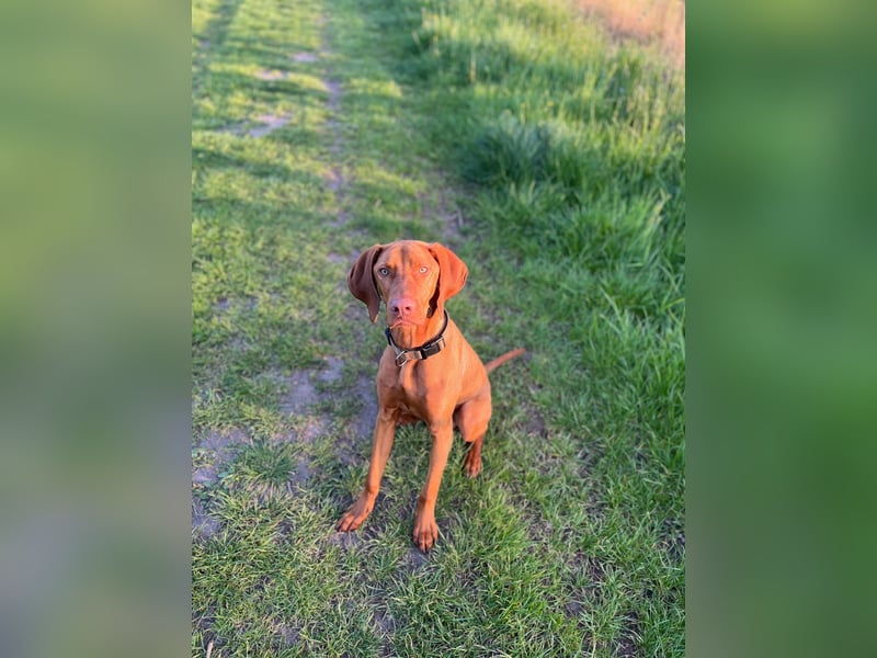 Lino sucht liebevolles Zuhause – Magyar Vizsla Junghund
