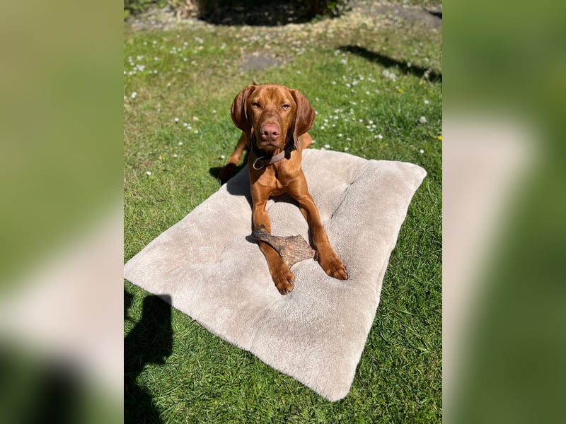 Lino sucht liebevolles Zuhause – Magyar Vizsla Junghund