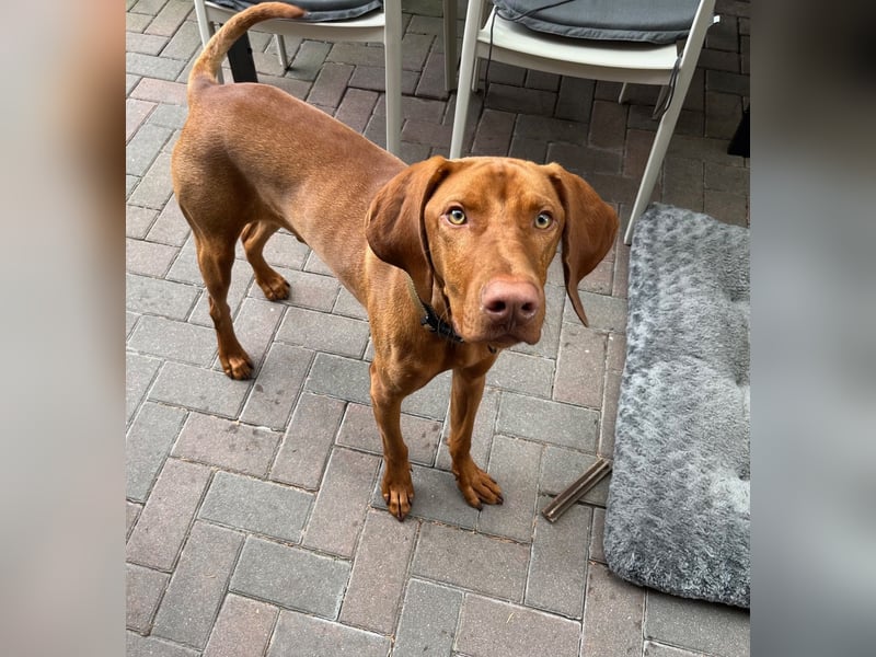 Lino sucht liebevolles Zuhause – Magyar Vizsla Junghund