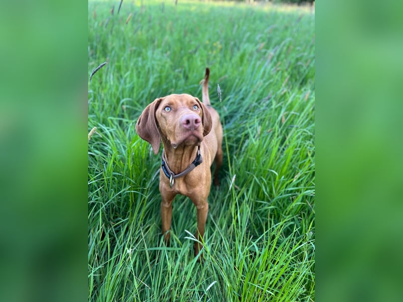 Lino sucht liebevolles Zuhause – Magyar Vizsla Junghund