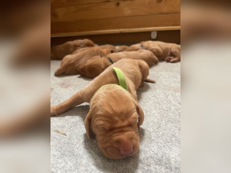 Reinrassige Magyar Vizsla Welpen mit Papieren – abzugeben ab 19.09.25