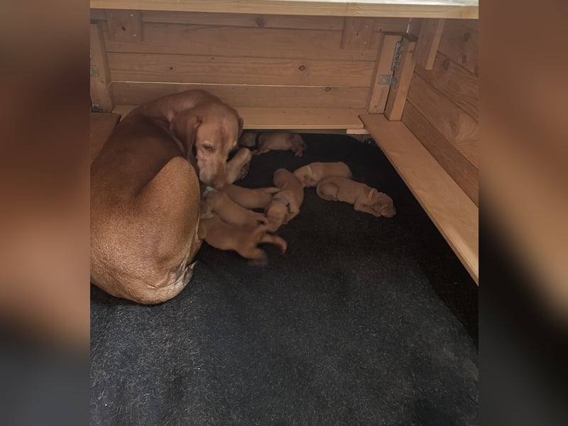 Reinrassige Magyar Vizsla Welpen mit Papieren – abzugeben ab 19.09.25