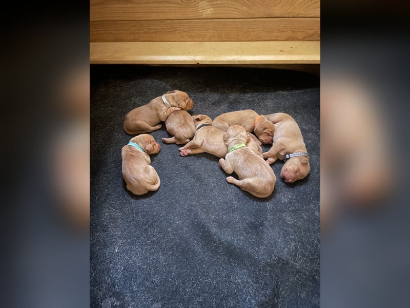 Reinrassige Magyar Vizsla Welpen mit Papieren – abzugeben ab 19.09.25