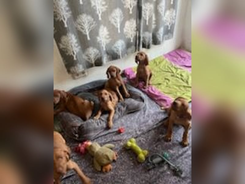 Magyar Vizsla Welpen suchen noch ein liebevolles Zuhause