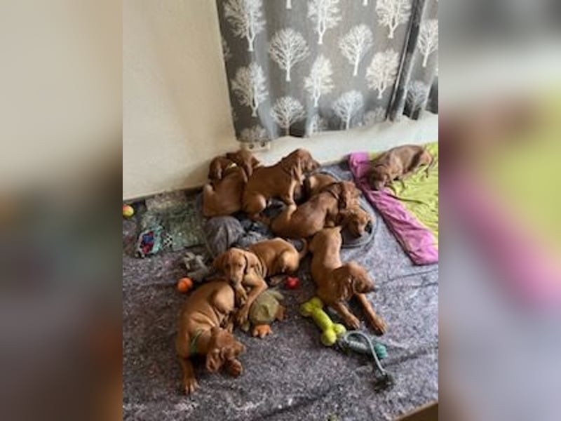 Magyar Vizsla Welpen suchen noch ein liebevolles Zuhause