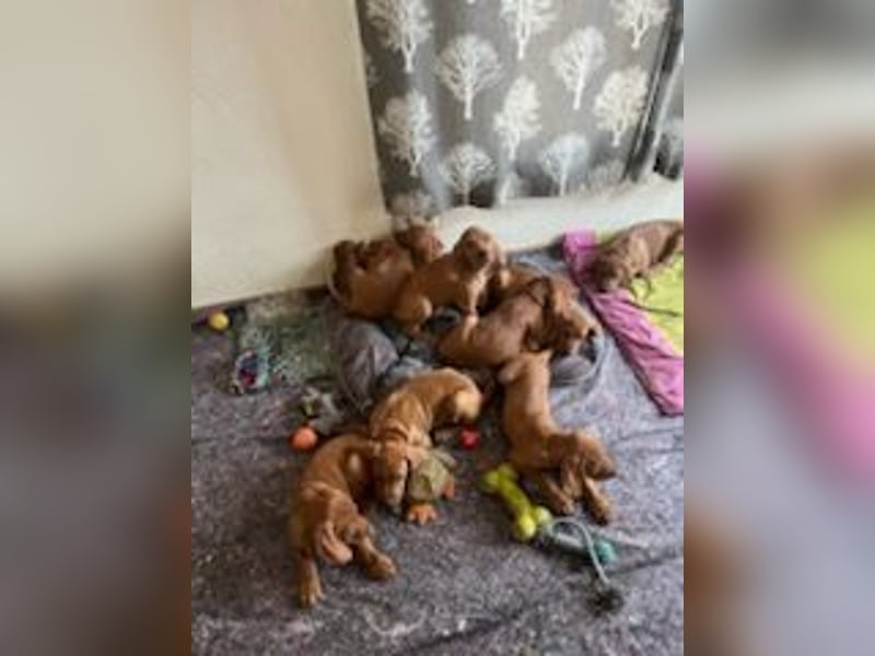 Magyar Vizsla Welpen suchen noch ein liebevolles Zuhause