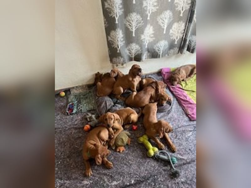 Magyar Vizsla Welpen suchen noch ein liebevolles Zuhause