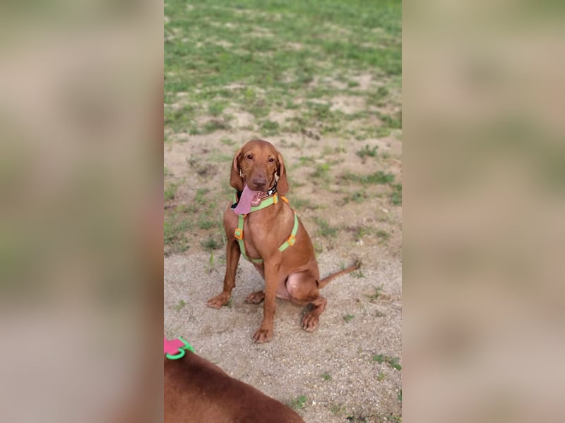 verspielter Bodhi