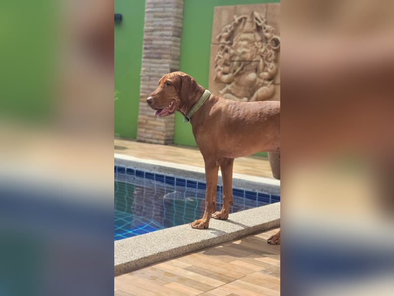 verspielter Bodhi