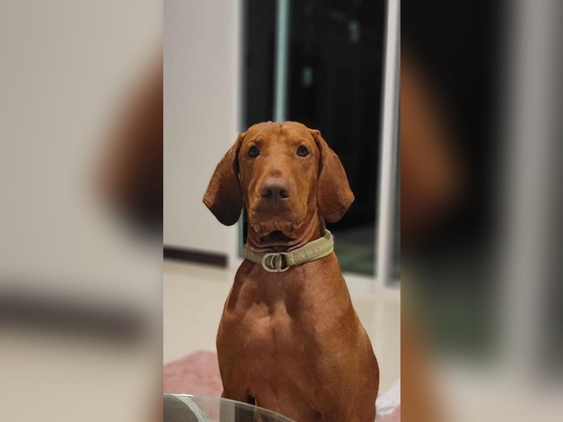 verspielter Bodhi
