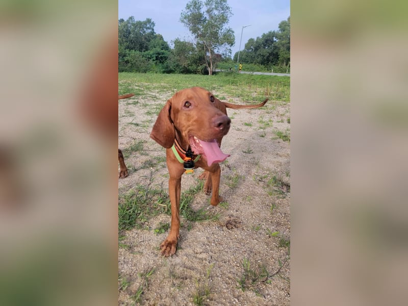 verspielter Bodhi
