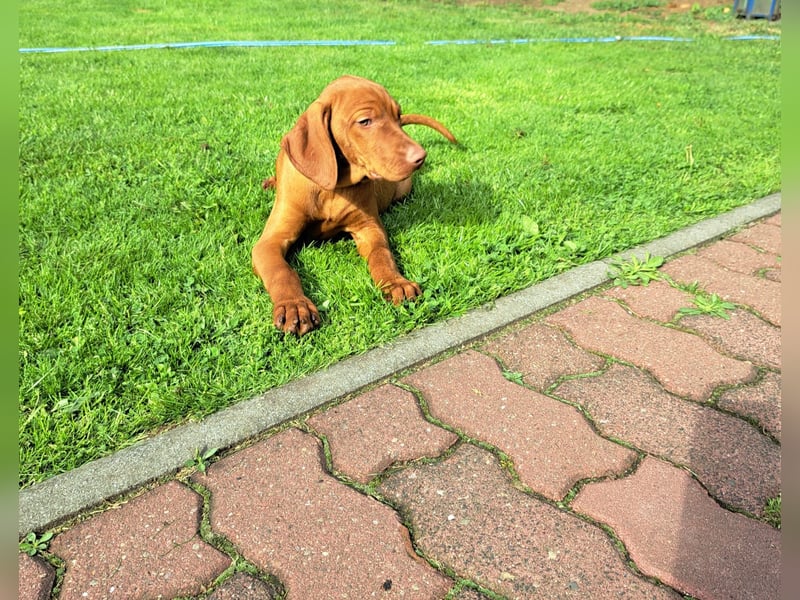 Reinrassige Magyar Vizsla Welpen
