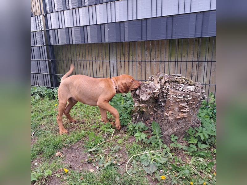 Reinrassige Magyar Vizsla Welpen