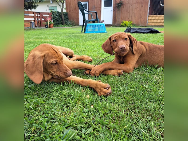 Reinrassige Magyar Vizsla Welpen