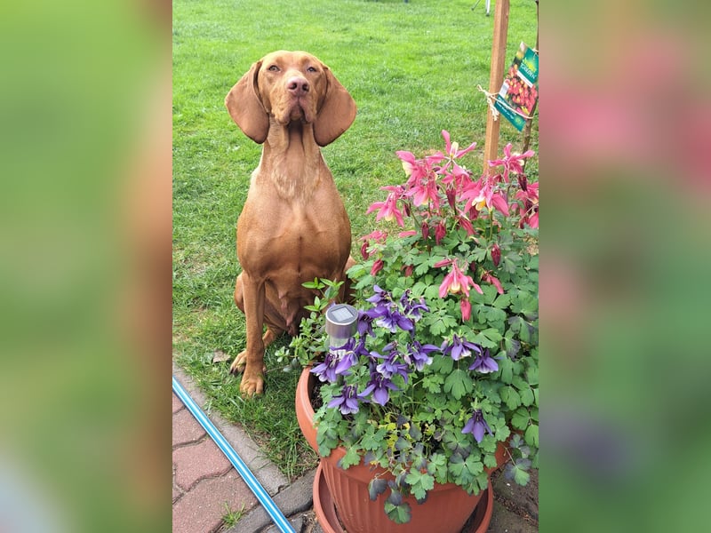 Reinrassige Magyar Vizsla Welpen