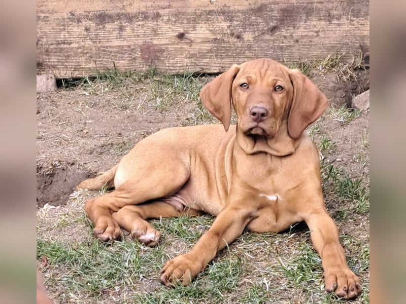 Reinrassige Magyar Vizsla Welpen
