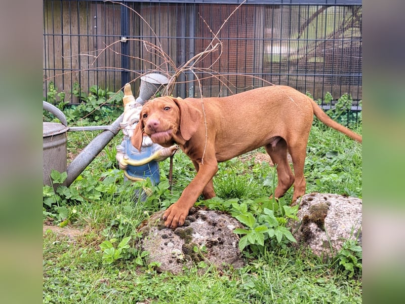 Reinrassige Magyar Vizsla Welpen