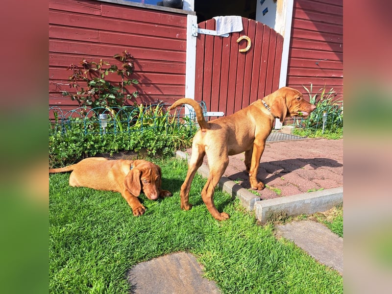 Reinrassige Magyar Vizsla Welpen