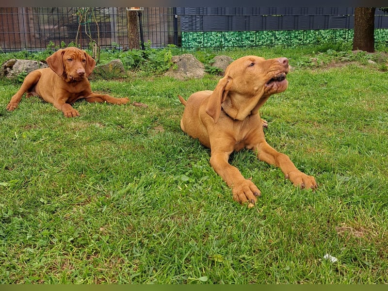 Reinrassige Magyar Vizsla Welpen