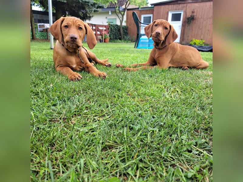Reinrassige Magyar Vizsla Welpen