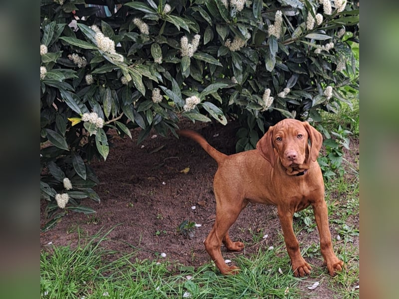 Reinrassige Magyar Vizsla Welpen