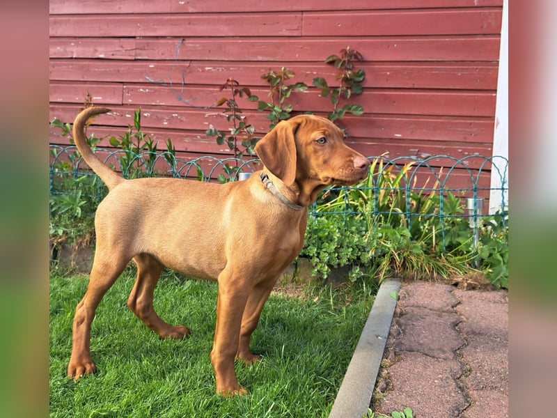 Reinrassige Magyar Vizsla Welpen