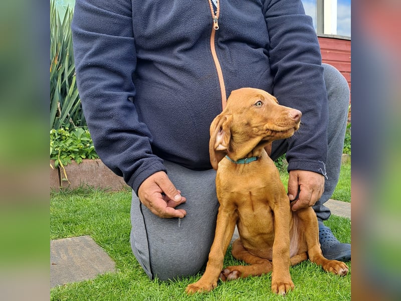 Reinrassige Magyar Vizsla Welpen