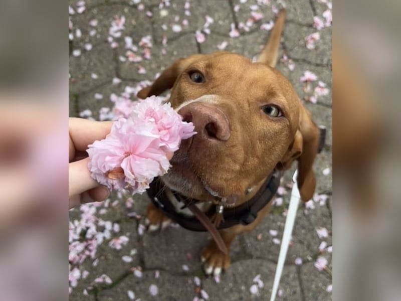 Vizsla Mischling sucht sein Körbchen für die Ewigkeit