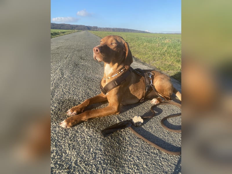 Vizsla Mischling sucht sein Körbchen für die Ewigkeit