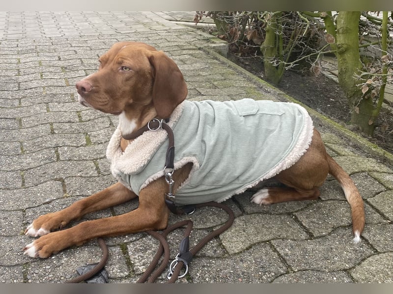 Vizsla Mischling sucht sein Körbchen für die Ewigkeit