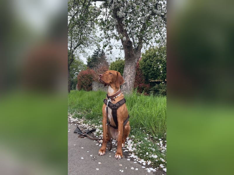 Vizsla Mischling sucht sein Körbchen für die Ewigkeit