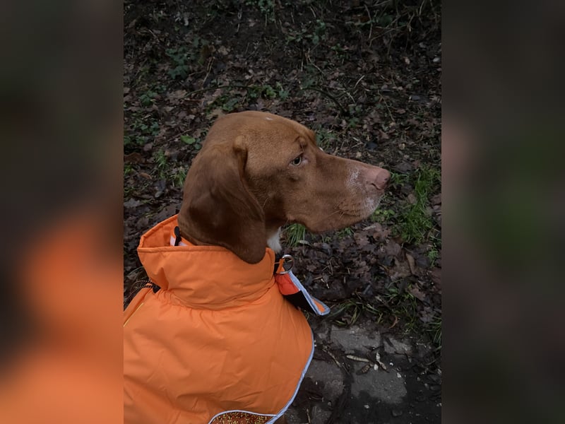 Vizsla Mischling sucht sein Körbchen für die Ewigkeit