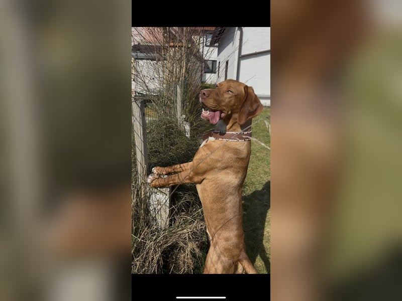 Vizsla Mischling sucht sein Körbchen für die Ewigkeit