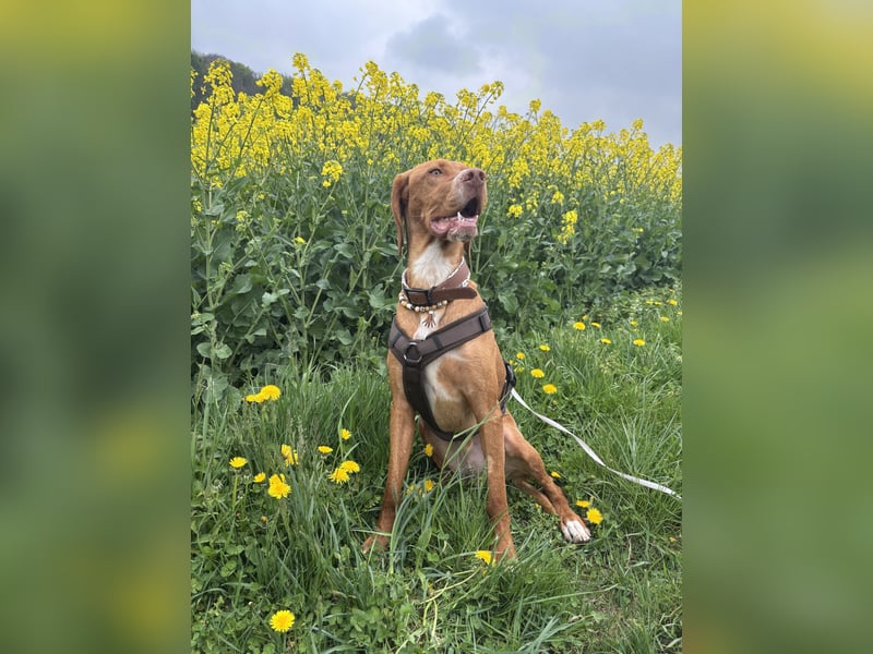 Vizsla Mischling sucht sein Körbchen für die Ewigkeit