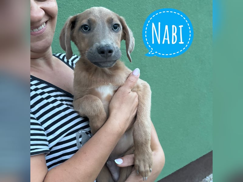 Nabi ein zarter Bub