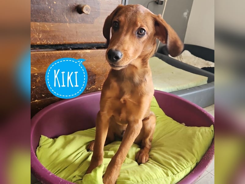 Kiki ein besonderer Engel