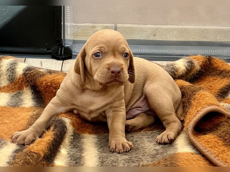Magyar Vizsla Welpe – Einzigartiger Rüde aus Hobbyzucht sucht liebevolles zuhause