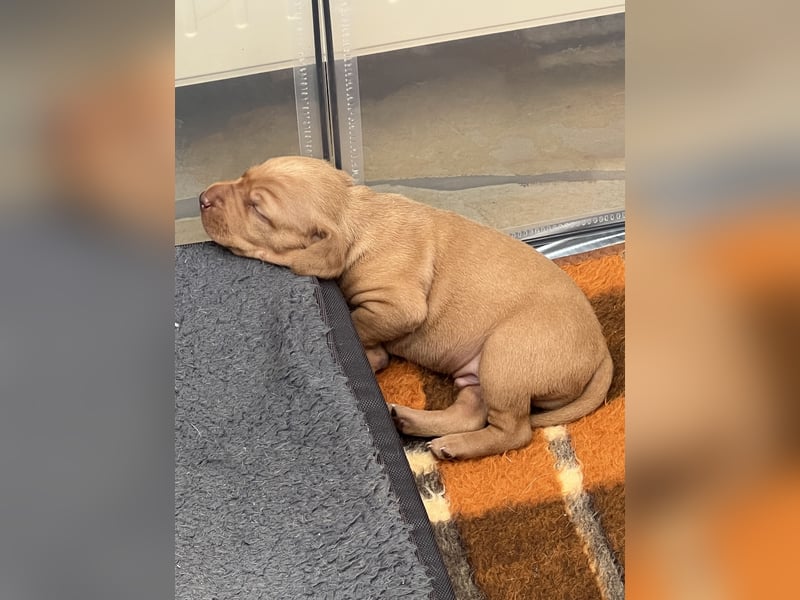 Magyar Vizsla Welpe – Einzigartiger Rüde aus Hobbyzucht sucht liebevolles zuhause