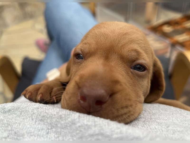 Magyar Vizsla Welpe – Einzigartiger Rüde aus Hobbyzucht sucht liebevolles zuhause