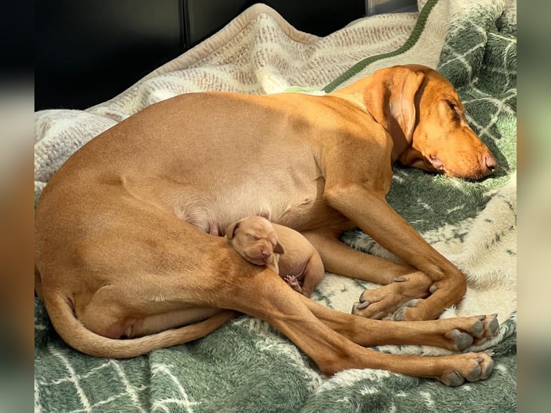 Magyar Vizsla Welpe – Einzigartiger Rüde aus Hobbyzucht sucht liebevolles zuhause