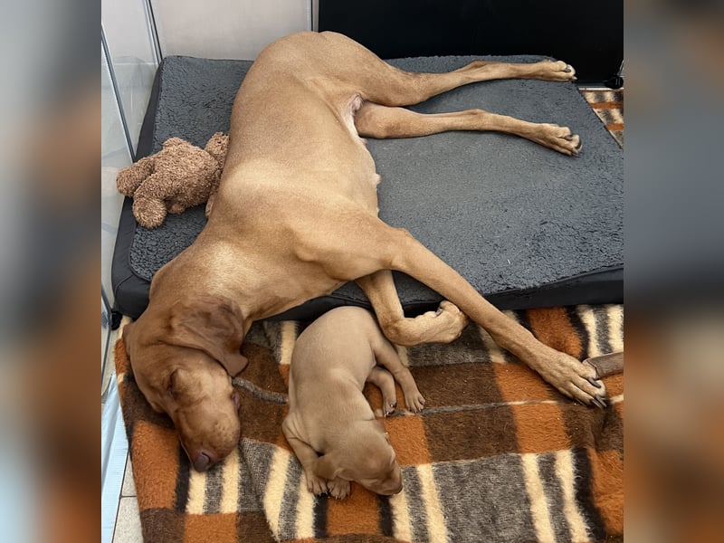 Magyar Vizsla Welpe – Einzigartiger Rüde aus Hobbyzucht sucht liebevolles zuhause