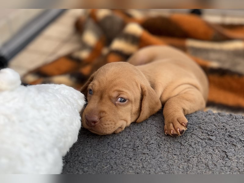 Magyar Vizsla Welpe – Einzigartiger Rüde aus Hobbyzucht sucht liebevolles zuhause