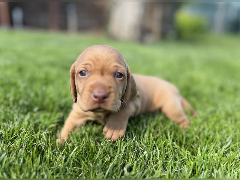 Magyar Vizsla Welpe – Einzigartiger Rüde aus Hobbyzucht sucht liebevolles zuhause