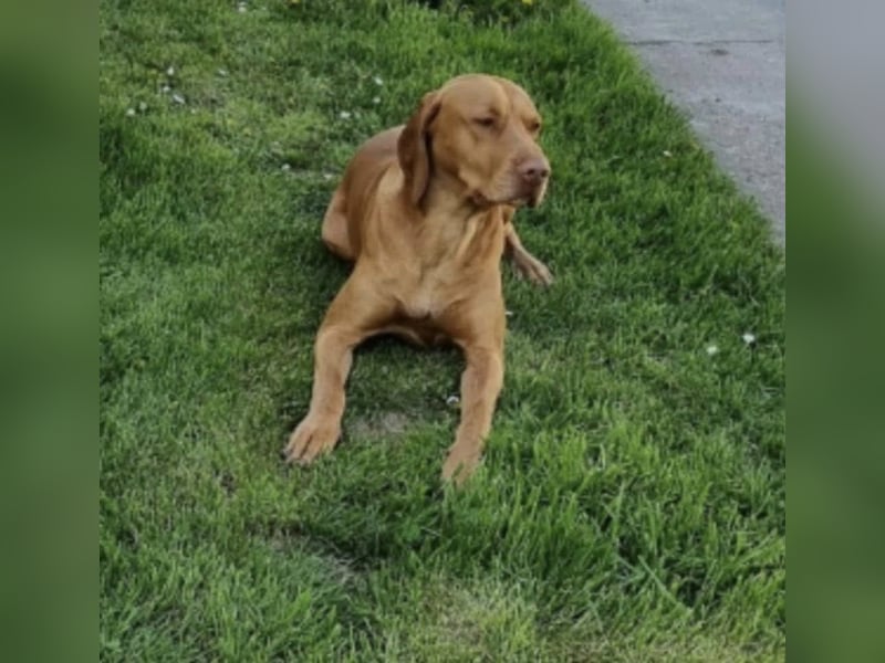 Ficko, wunderschöner Vizsla Rüde hat sein Zuhause verloren