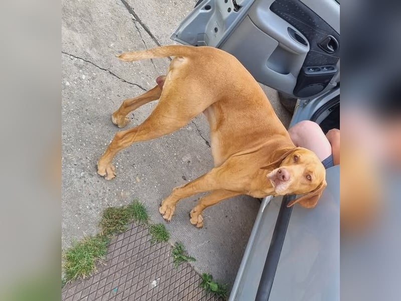 Ficko, wunderschöner Vizsla Rüde hat sein Zuhause verloren