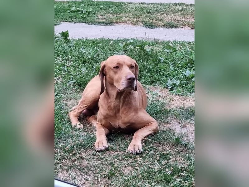 Ficko, wunderschöner Vizsla Rüde hat sein Zuhause verloren