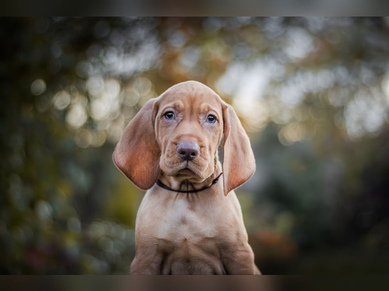 Wunderschöne Magyar Vizsla Welpen